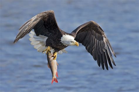 eagle and fish